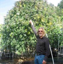 «We grow cannabis» Interview to splendid marijuana hero: Jorge Cervantes 