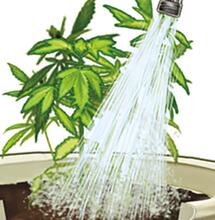 Nutrientes móviles e inmóviles