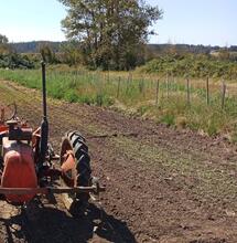 Cannabis alto en CBD: una competición cannábica reñida