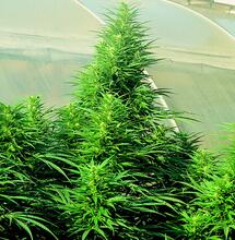 Semillas autoflorecientes de marihuana