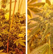 FLORACIÓN DE PLANTAS DE MARIHUANA EN INTERIOR