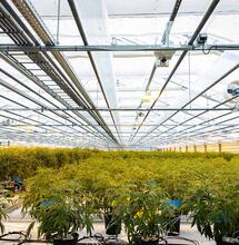 Little Green Pharma nuovo fornitore di cannabis terapeutica 