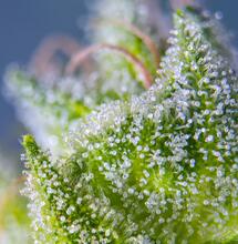 SWEET AMNESIA HAZE XL AUTO ® SWS57 de Sweet Seeds.