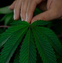 Salon du CBD 2022 : un show à l’américaine !