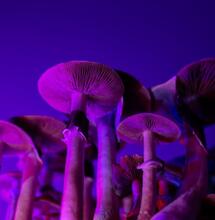 San Francisco dekryminalizuje psychodeliki