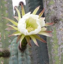 L'autre plante du mois : À la découverte du mystique San Pedro
