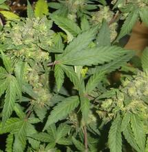 La nouvelle campagne anti-cannabis de Santé Publique France