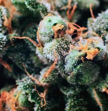 Sativa vs. Indica