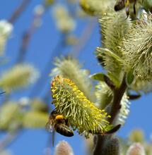 L’autre plante du mois : le Saule