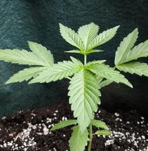 Sazenice konopí pro outdoor: první tři týdny jsou kritické