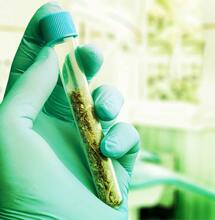 Schadelijke stoffen in cannabis aangetroffen
