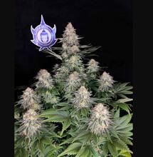 Chicken wings € 5,99  Zeven of elf vers gegrilde Chicken Wings in de smaken classic, ketjap, pikant of BBQ