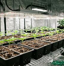 9 Cannabis Germination and Seedling Problems and How to Fix Them