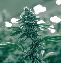 Uruguay empezará a vender en farmacias su propia marihuana