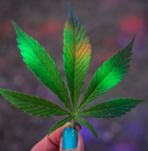 Die „Ampel“ legalisiert: Kontrollierte Cannabis-Abgabe!