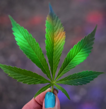 Olor a Marihuana ¿por qué huele? ¿cómo quitarlo? tipos de olores de planta de Marihuana