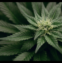 Dertig jaar onderzoek bepaalt beeld hennepteelt