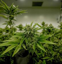 Coltivare marijuana in casa propria