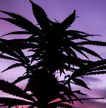 Advanced Hydroponics of Holland