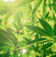 BitCanna: una revolución en el mercado del cannabis