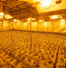 Signify aan de slag in de Cannabisindustrie