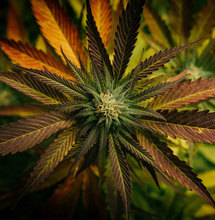 VARIE OFFERTE DI ALTA QUALITÀ