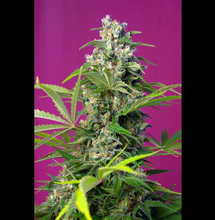 Gorilla Girl: Eine neue US-Sorte mit einem THC-Gehalt v