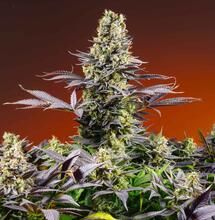 Queen of the Garden: Sweet Zenzation® by Sweet Seeds®