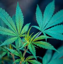 Green House Feeding BioEnhancer