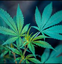 El Banco de Semillas de Cannabis Más Antiguo del Mundo Rinde Homenaje 