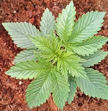  A Beginner’s Guide To Cannabis Genetics