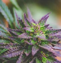 Proč v některých státech dochází marihuana?