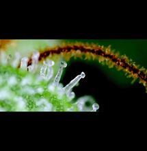 Crystal Candy F1 Fast Version®