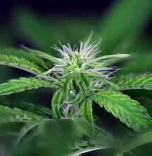 The History of Peyote Cannabis 