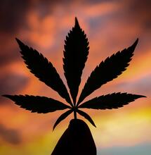 Una niña despierta del coma tras recibir un tratamiento con cannabis medicinal