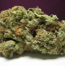 Haze, Kush und Skunk