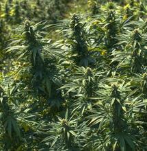 Cultivo de cannabis autofloreciente en exterior