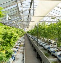 Organic VS Hydroponics - What Is The Difference?