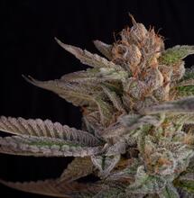 Las genéticas americanas de Buddha Seeds para arrancar la temporada