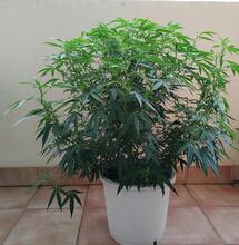 Trasplantes en variedades autoflorecientes. Lo que debes saber