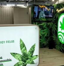 Juicy Fields: Der ehemalige CEO beteuert seine Unschuld.