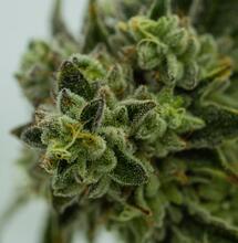 Signs of Top Quality Cannabis Buds