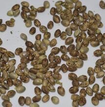 All You Need To Know About Cannabis Seeds