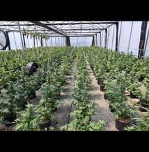 Cannabis e ricerca : il valore aggiunto di Swiss Cannabinoid 