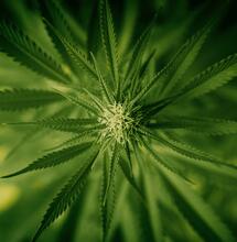 Cultivez avec Jorge Cervantes