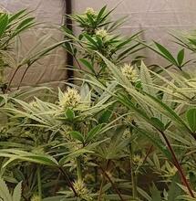 10 Top Tips for Harvesting Cannabis Indoors