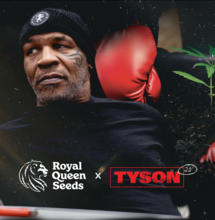 TYSON 2.0 wählt Royal Queen Seeds als Cannabis-Saatgutbank für eine ex