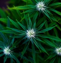 Top 10 most common mistakes in indoor Cannabis growing