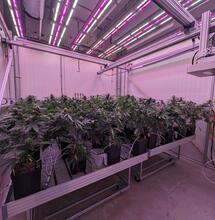 Accelerated growth cycles can increase cannabis yields by up to 30%