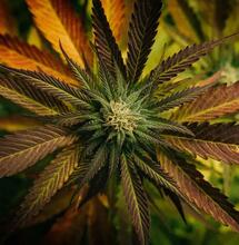 Mozart, Bach und Cannabis